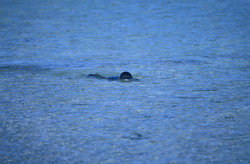 Incontro con una foca monaca hawaiana nella natura incontaminata