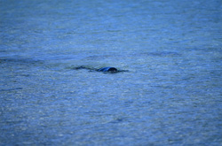 Una foca monje hawaiana en la laguna de Midway