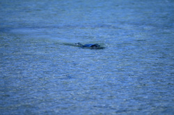Ripresa affascinante di una foca monaca hawaiana nel suo ambiente naturale