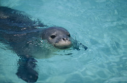 Foca monaca hawaiana - Abitanti unici del Pacifico
