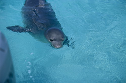 In einer Midway Lagune hebt eine Hawaiianische Mönchsrobbe (Monachus schauinslandi) den Kopf vorsichtig aus dem Wasser