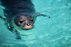 Monk Seal