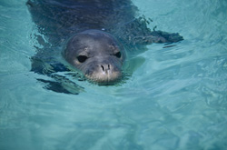 Eine Hawaiianische Mönchsrobbe (Monachus schauinslandi) in ihrem natürlichen Lebensraum