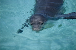 Una foca monje de Hawái rara en una laguna idílica en Midway