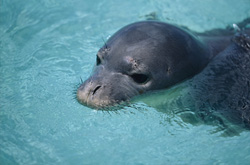 Foca monje hawaiana - Especie en peligro en el Pacífico