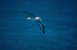 A majestic Laysan albatross (Diomedea immutabilis) flies over the open sea