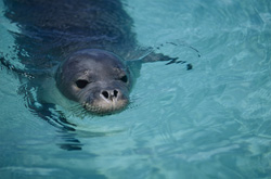 Descubre el mundo fascinante de la foca monje de Hawái