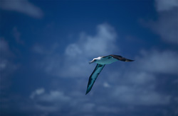 A majestic Laysan albatross (Diomedea immutabilis) soaring over the Pacific