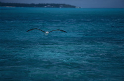 A majestic Laysan albatross (Diomedea immutabilis) flies over the lagoon of an island on Midway
