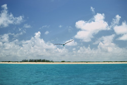 Graceful Sooty Tern soaring over Midway lagoon