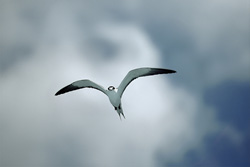 Majestic Sooty Tern in Spectacular Natural Setting