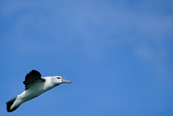 Majestic Black-browed Albatross on Dyer Island, South Africa