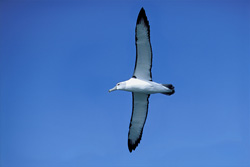 Black-browed Albatross