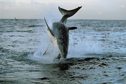 Urploetzlich schießt ein riesiger, tonnenschwerer Koerper aus dem Wasser. Im Maul haelt der Weiße Hai (Carcharodon carcharias) Koekie, unsere Robben-Attrappe.