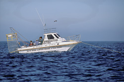 Faszinierendes Shark-Watching Boot vor der Küste von Dyer Island in Südafrika