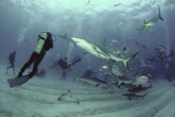 Karibische Riffhaie und Schwarzspitzenhaie im spannenden Shark Rodeo
