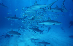 Exciting Shark Rodeo: Caribbean Reef Sharks and Blacktip Sharks circle the 'chumsicle' at Walker´s Cay
