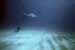 Diver observes Blacktip Shark at the Seabed