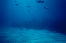 An impressive blacktip shark (Carcharhinus limbatus) in its natural habitat