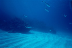 Fascinating Blacktip Shark (Carcharhinus limbatus) in its natural habitat