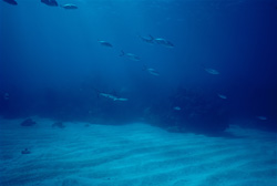 Blacktip shark (Carcharhinus limbatus)