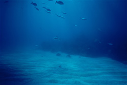 Majestic Blacktip Shark (Carcharhinus limbatus) in the Crystal Clear Waters of the Bahamas