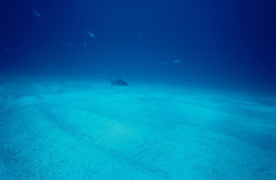 Elegant Caribbean Reef Shark (Carcharhinus perezi) in its Natural Habitat