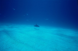 Majestic Caribbean Reef Shark (Carcharhinus perezi) explores the fascinating underwater world of the Bahamas
