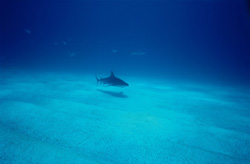 Graceful Caribbean reef shark (Carcharhinus perezi) in its natural habitat