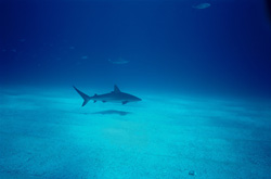 Graceful Caribbean Reef Shark Gliding through the Underwater World of the Bahamas