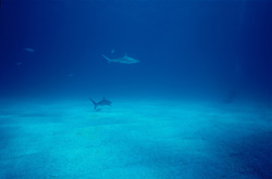 Fascinating Blacktip shark spotted in the waters of the Bahamas
