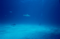 An impressive Blacktip shark (Carcharhinus limbatus) explores the waters above the seafloor