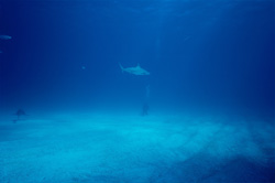 A Majestic Blacktip Shark in the Ocean