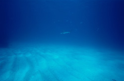 Fascinating blacktip shark swimming over sandy sea bottom