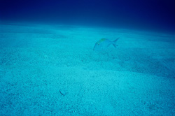 Unique Underwater Experience in the Sea Bottom Spiral Cavern off Walker's Cay