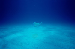 Magical Sight: Sea Bottom Spiral Cave at Walker's Cay