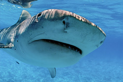 Impressive close-up of a Tiger Shark with clear details