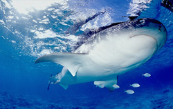 Impressive Tiger Shark with Distinct Underside: A Fascinating Glimpse into the World of Feared Predators