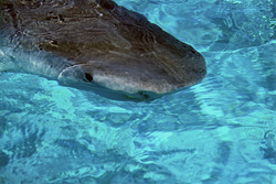 Impressive Tiger Shark Approaches the Water Surface with Striking Appearance
