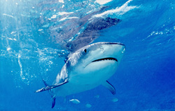 A majestic Tiger Shark (Galeocerdo cuvier) hunting for prey