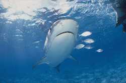Fascinating Tiger Shark (Galeocerdo cuvier) in action at the reef