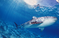 Tiger shark hunting in the waters off Hawaii