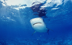 Majestic Tiger Shark exploring the waters in search of prey