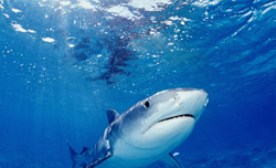 Majestic Tiger Shark in its Natural Habitat