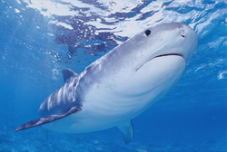 Experience the Majesty of the Tiger Shark in the Waters of the Hawaiian Islands