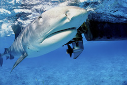 Tiger Shark (Galeocerdo cuvier) Through the Eyes of a Boater