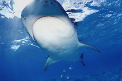 Majestic Tiger Shark (Galeocerdo cuvier) in Tropical Waters