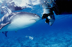 The Tiger Shark (Galeocerdo cuvier) Curiously Observes the Outboard Motor