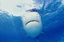 Tiger Shark (Galeocerdo cuvier) - The Feared Predator of the Seas off Hawaii