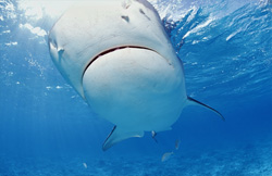 Fascinating Tiger Shark (Galeocerdo cuvier) in Tropical Waters